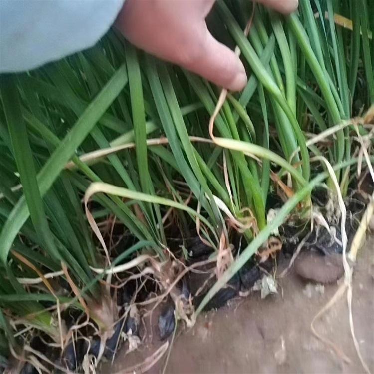 紫娇花小苗 紫娇花基地直销 紫娇花厂家
