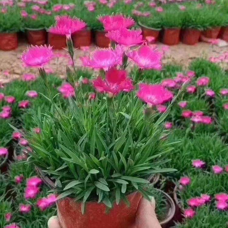 欧石竹批发 宿根花卉基地供应 青州地被欧石竹
