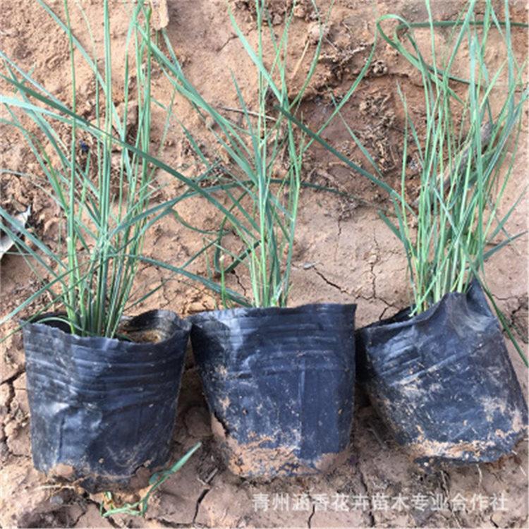 粉黛乱子草基地 青州粉黛乱子草 涵香花卉粉黛乱子草