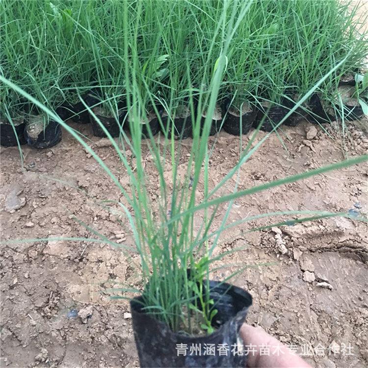 粉黛乱子草价格 山东粉黛乱子草小苗 涵香花卉粉黛乱子草小苗