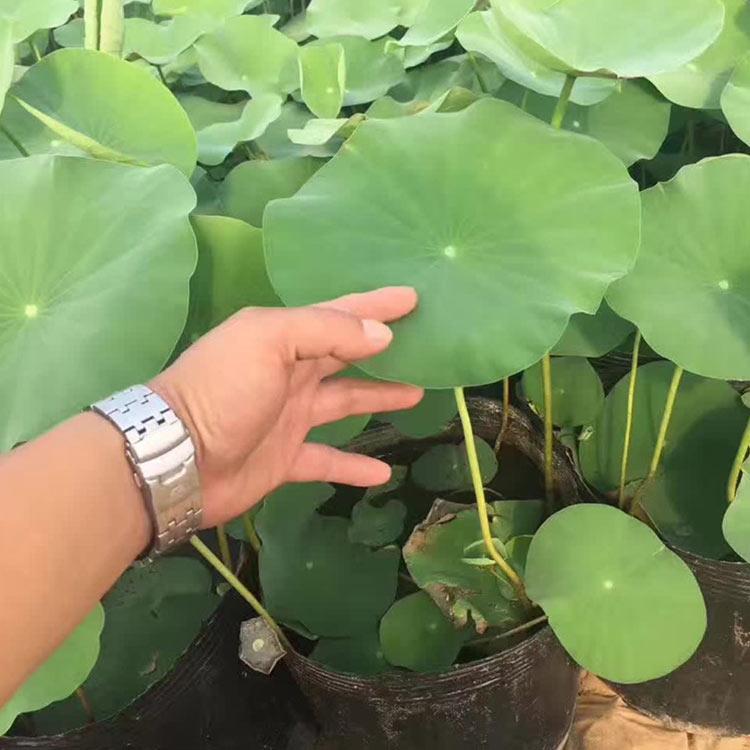 荷花价格 青州荷花苗 好养活荷花苗
