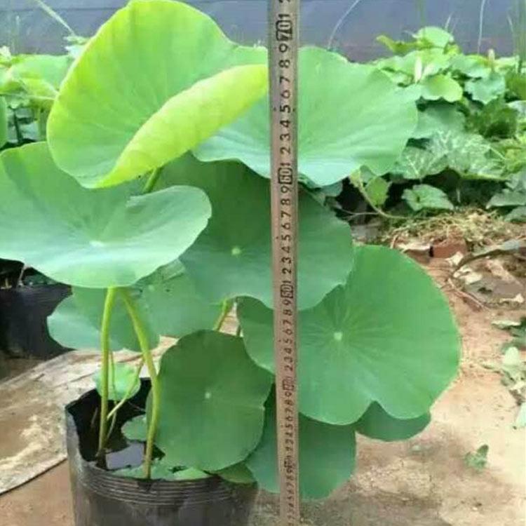 青州荷花苗 涵香花卉荷花苗 荷花批发