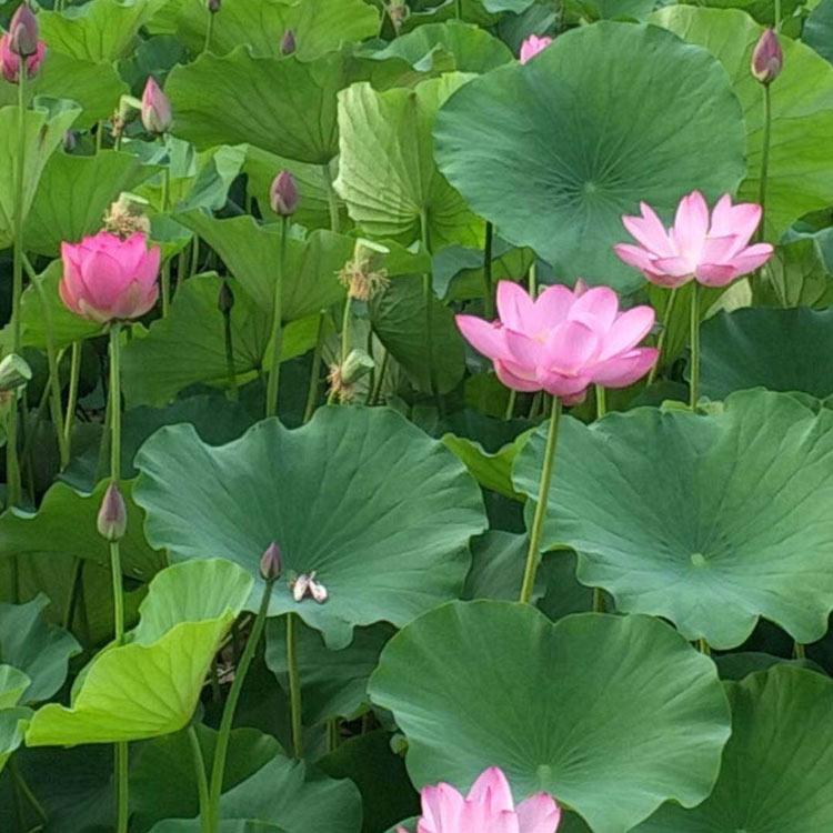 好养活 荷花苗 青州荷花苗 荷花供应商