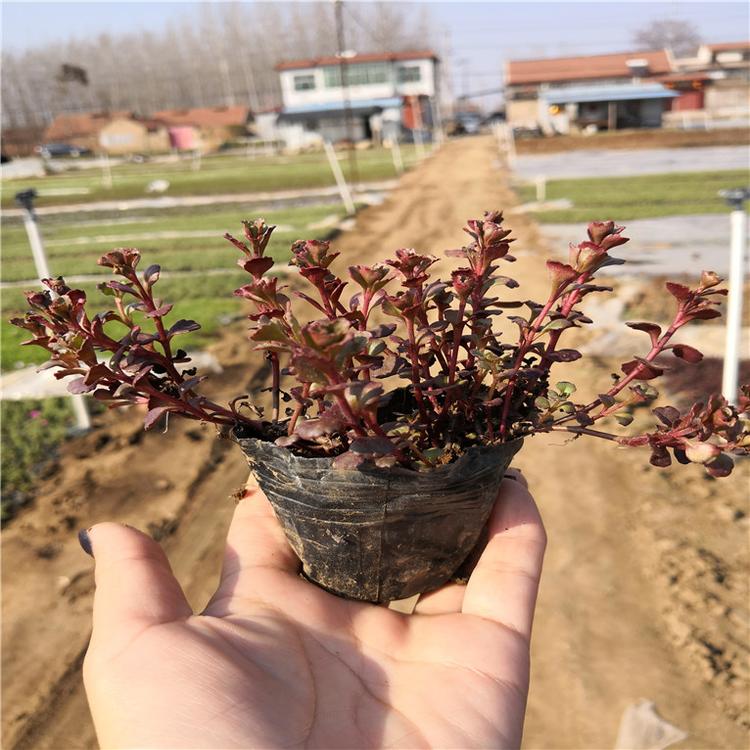 宿根花卉 红景天工程苗 红景天绿化用苗