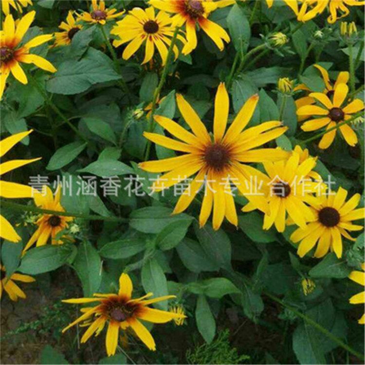 山东黑心菊批发 订购报价耐旱黑心菊 黑心菊批发