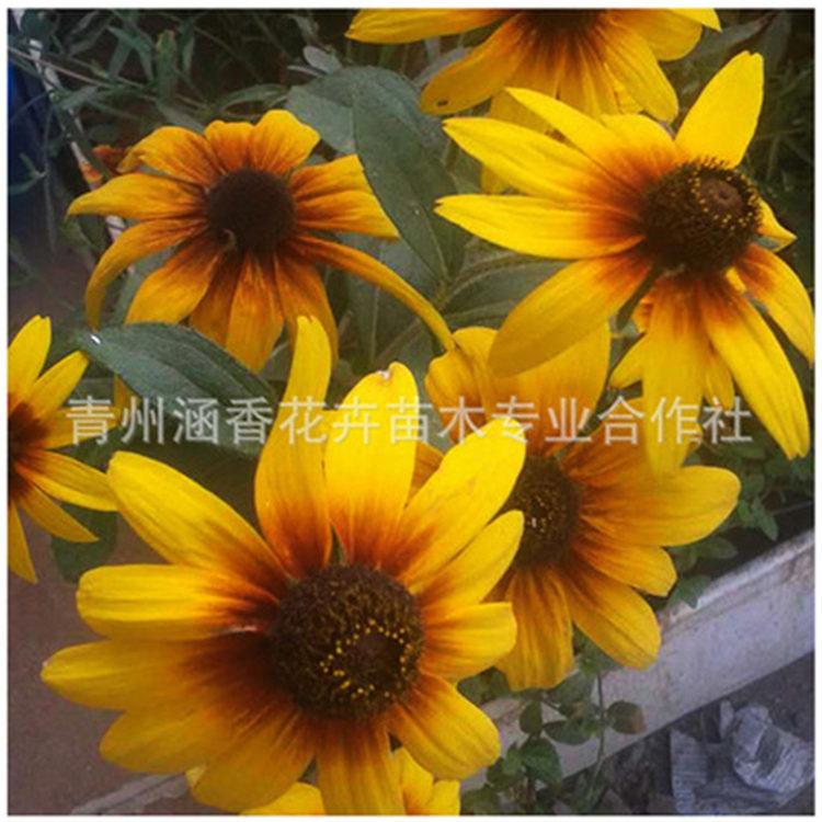 采购基地 耐旱黑心菊 黑心菊种植