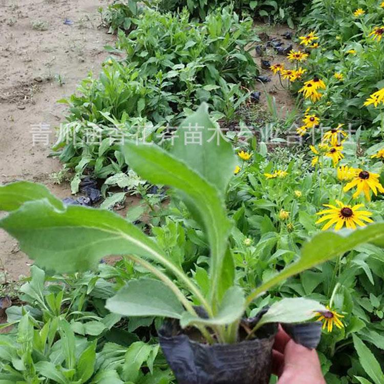 黑心菊基地 青州黑心菊幼苗 订购报价