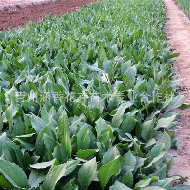 苗圃基地批发黑心菊小苗 山东黑心菊小苗 黑心菊批发