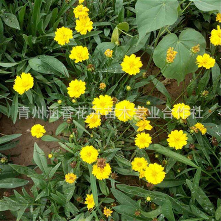 金鸡菊 山东金鸡菊培育 适应性强的金鸡菊
