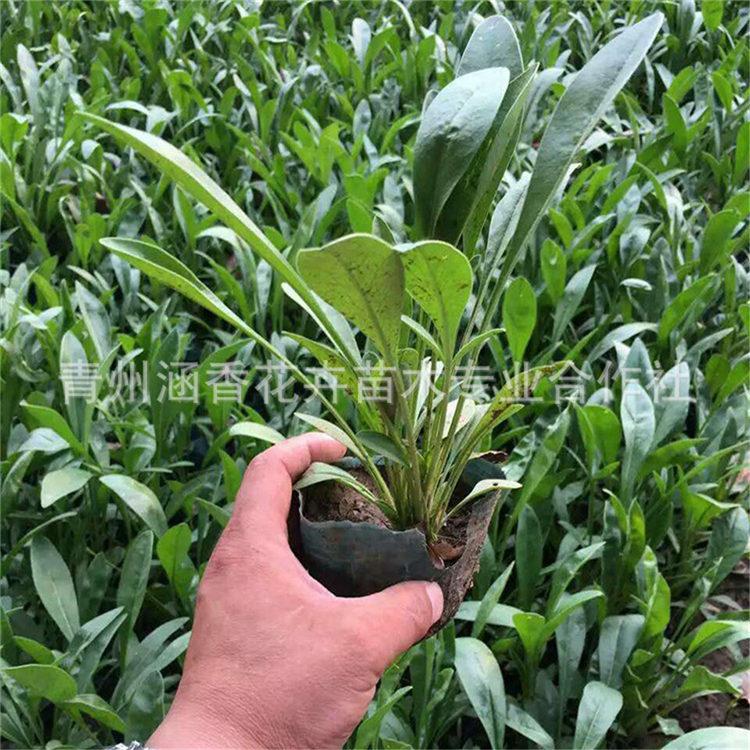 金鸡菊大量批发 青州金鸡菊 订购报价金鸡菊