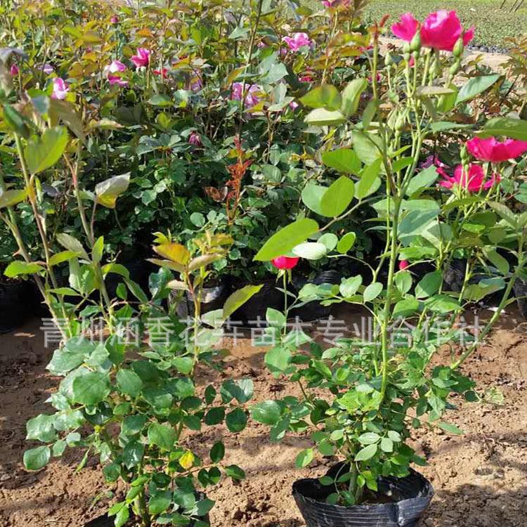 大花月季盆花 批发基地大花月季盆花 山东大花月季基地