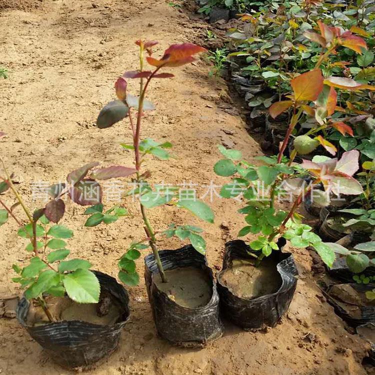 优良品种大花月季 批发基地优良品种大花月季 青州大花月季价格