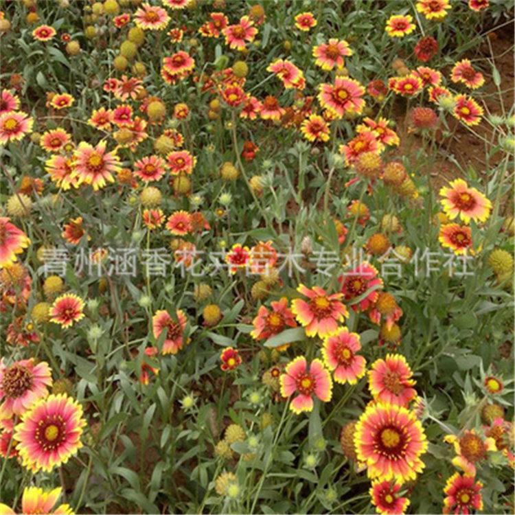 观赏花天人菊 青州基地批发天人菊 早春预定中观赏花天人菊