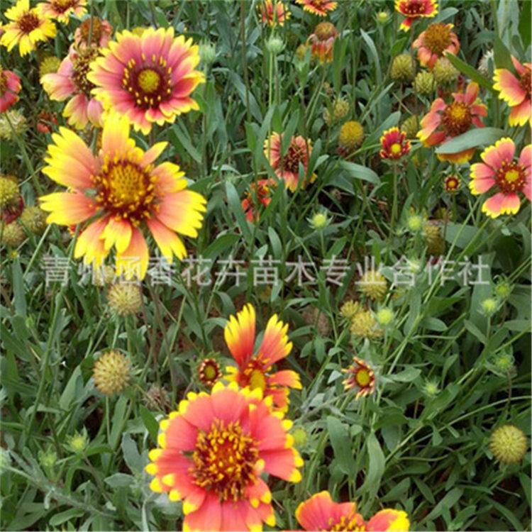 天人菊杯苗 山东天人菊苗批发 开春预定苗天人菊杯苗