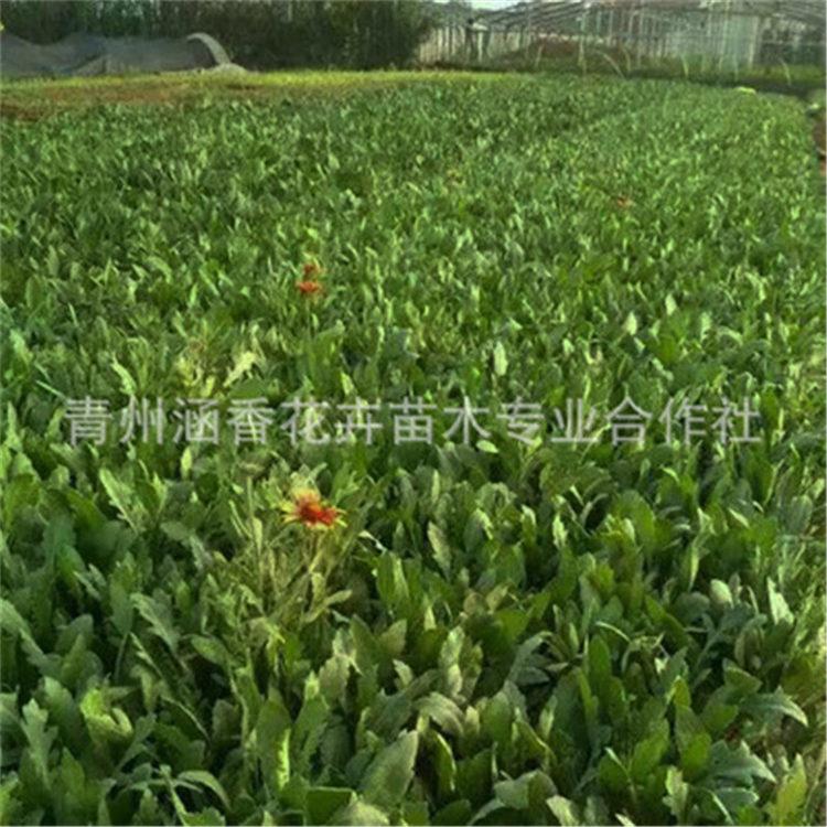 青州天人菊苗批发 观赏花天人菊 早春预定中 天人菊苗批发