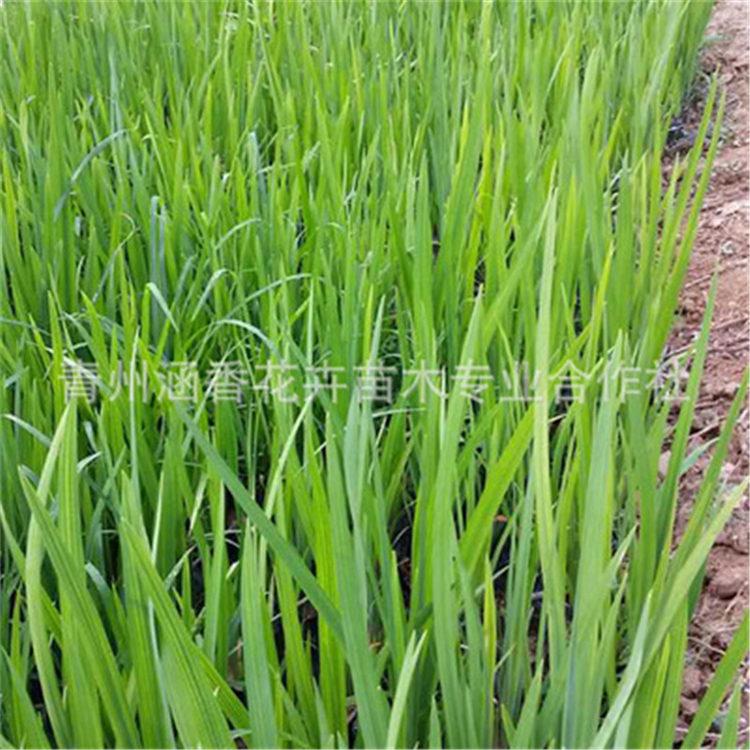 鸢尾杯苗 青州水生植物批发 批发基地 鸢尾种植基地