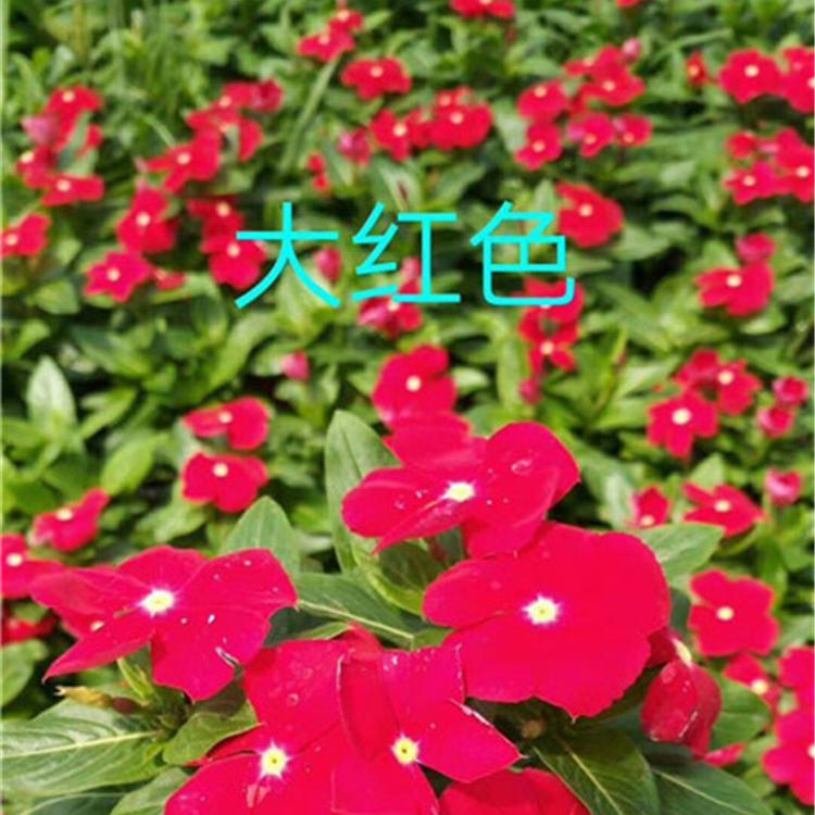 长春花批发 天天开基地 优惠报价长春花杯苗