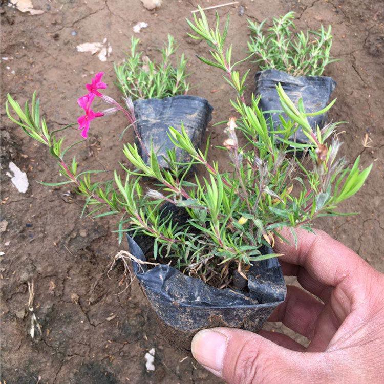 福禄考 宿根草花价格 青州福禄考基地供应