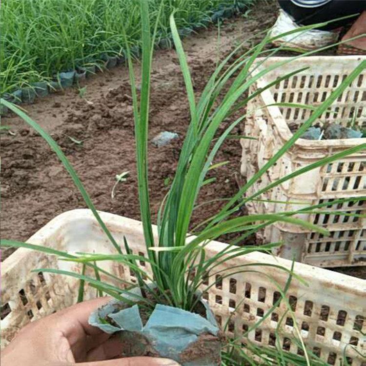 基地直售 麦冬杯苗 麦冬价格