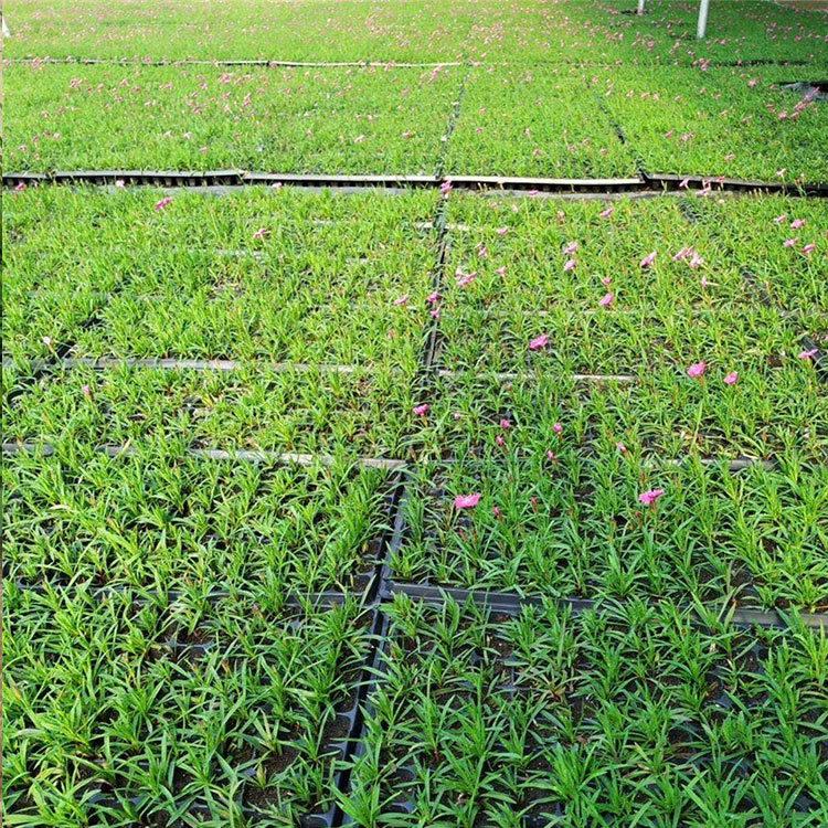 欧石竹花海 欧石竹报价 青州欧石竹小苗