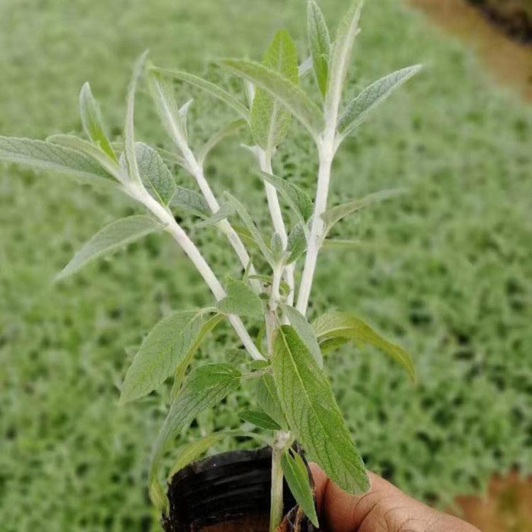 鼠尾草杯苗 草花种植基地 鼠尾草杯苗销售商