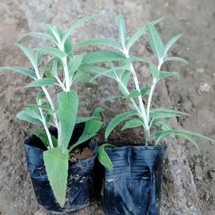 墨西哥鼠尾草 产地供应 墨西哥鼠尾草种植基地