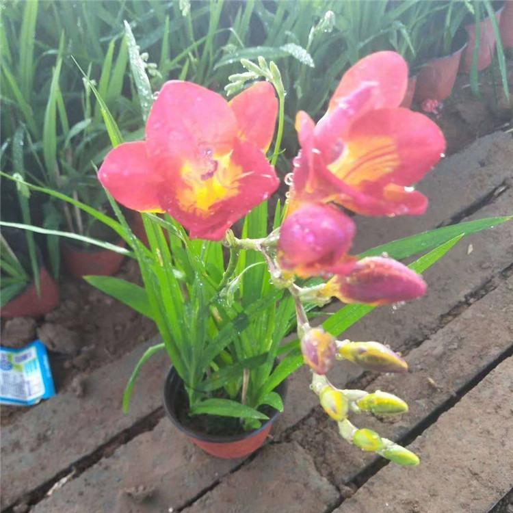 大花萱草 大花萱草种植基地  青州大花萱草 江瑞大花萱草供应商