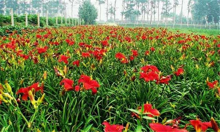 大花萱草种植基地_大花萱草价格 基地直销大花萱草