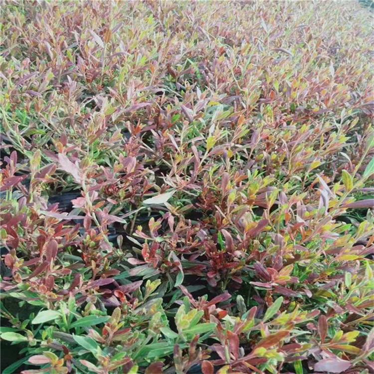 红花山桃草批发价格 千鸟花价格 花卉基地江瑞提供红花山桃草