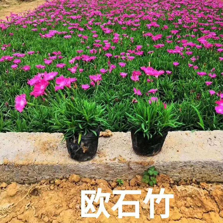 欧石竹杯苗 山东欧石竹种植基地 销售好苗