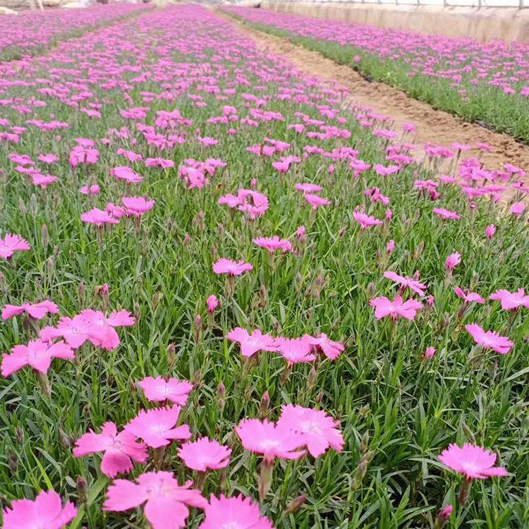欧石竹苗 青州欧石竹种植基地 价格从优
