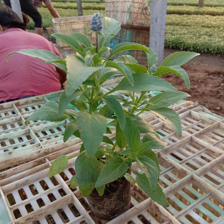 批发基地 蓝花鼠尾草种植基地 山东蓝花鼠尾草