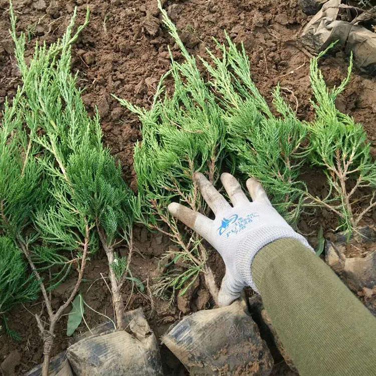 龙柏树苗种植基地 订购报价 青州龙柏树苗