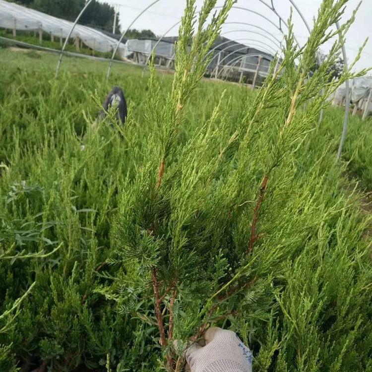 供应小龙柏 小龙柏工程苗 欢迎咨询