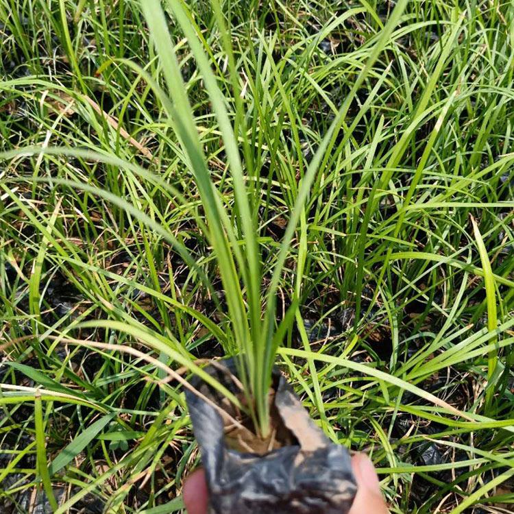 草花种植基地 麦冬草苗 山东麦冬草苗