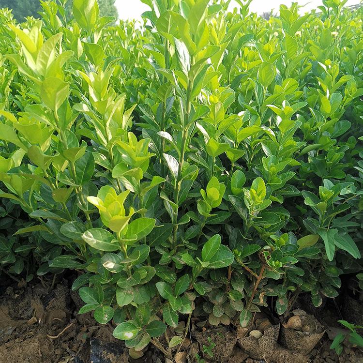 山东卫矛 直销多种绿化苗 卫矛批发