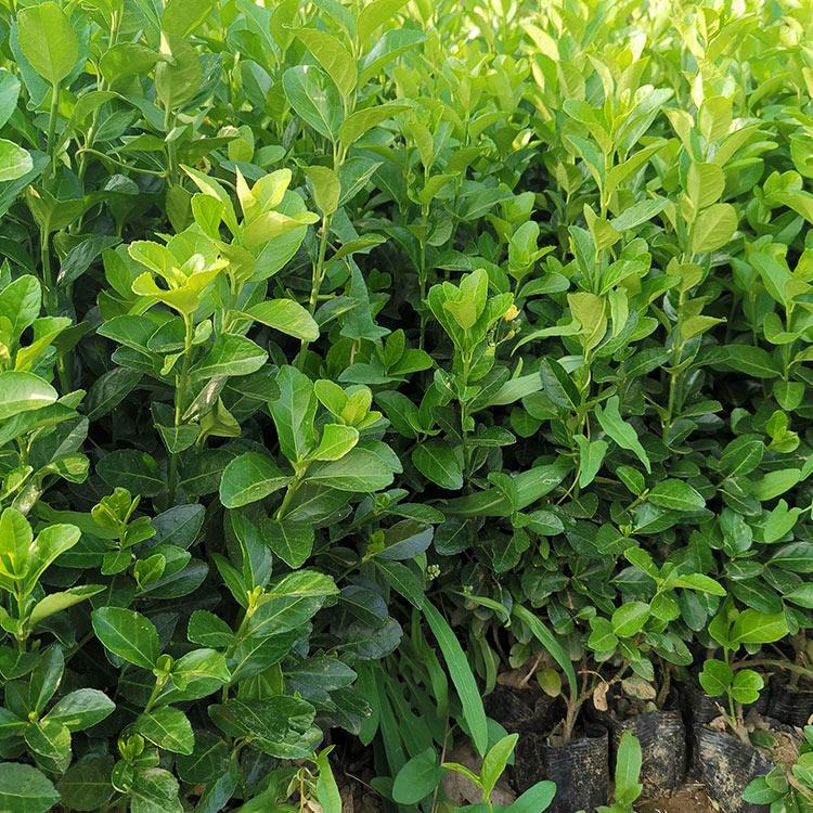 卫矛树苗 卫矛树苗报价 山东绿化苗木基地