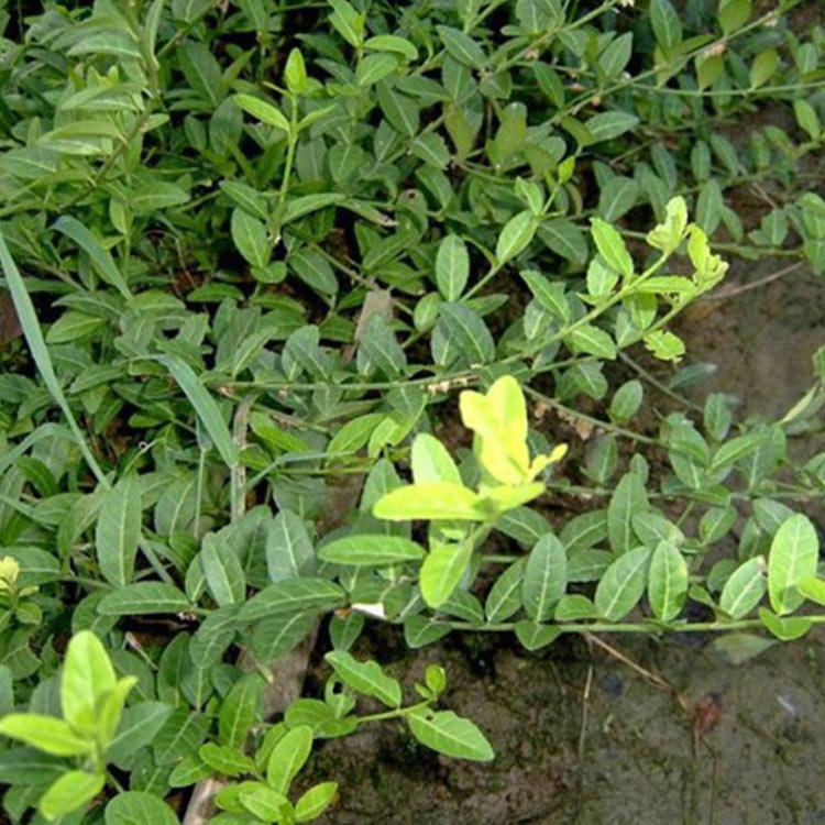 苗圃基地批发 扶芳藤批发商 山东扶芳藤