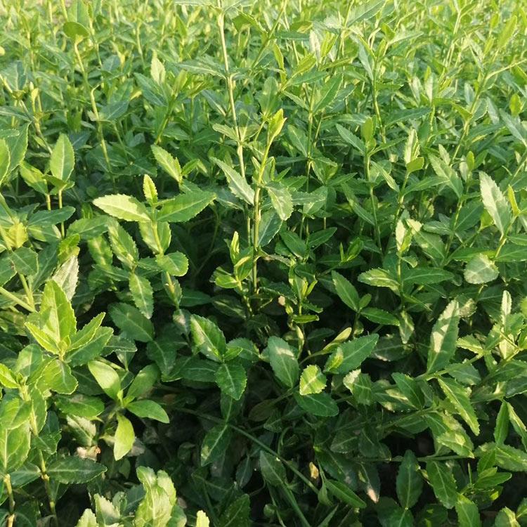 订购报价 小叶扶芳藤批发商 青州小叶扶芳藤
