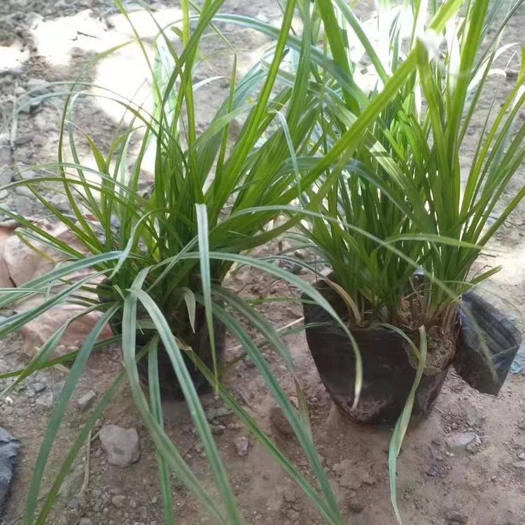青绿苔草价格