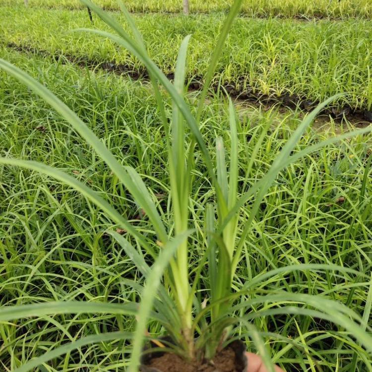 崂峪苔草价格