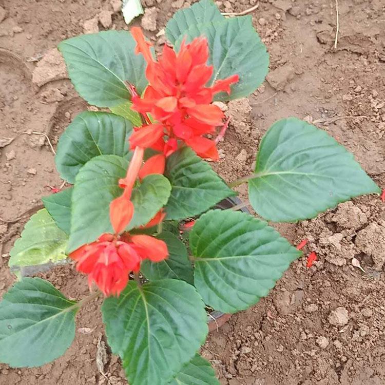 双色盆一串红 批发直销 双色盆一串红种植基地