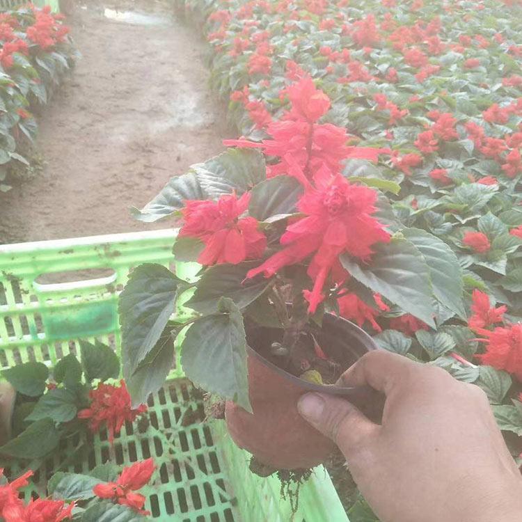 山东草花 一串红苗批发 青州一串红苗