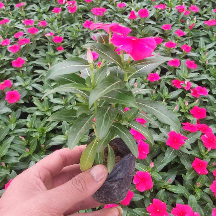 长春花行情 现货供应 山东长春花
