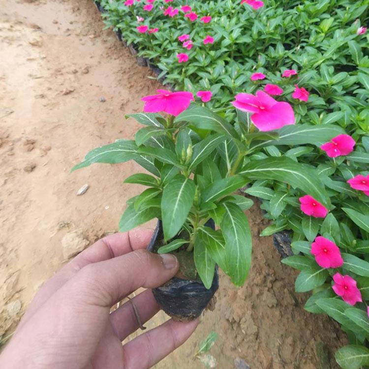 长春花小苗 山东长春花小苗价格