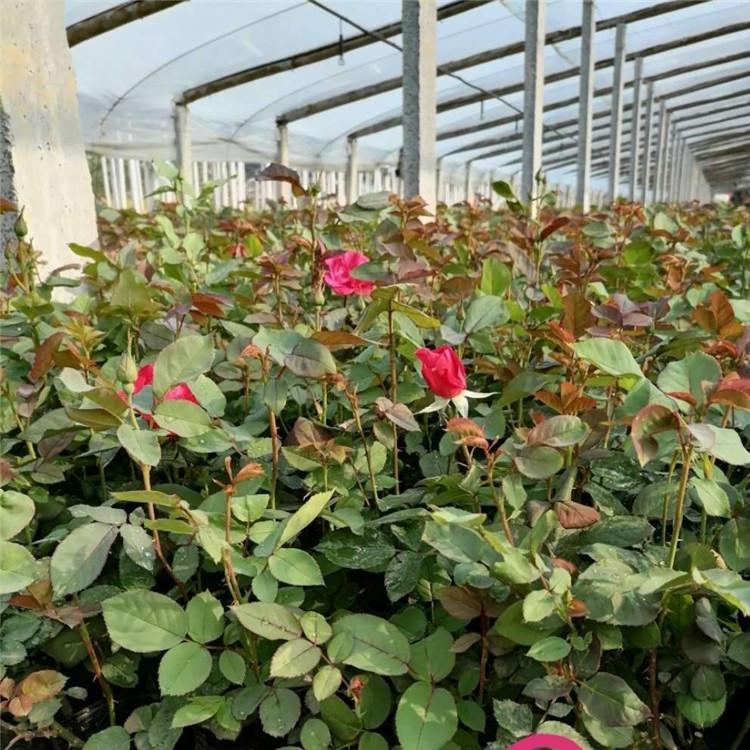 红帽月季种植基地 潍坊红帽月季 欢迎咨询
