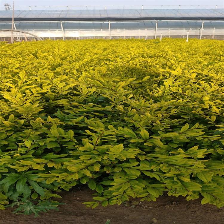 基地直销绿篱色块苗金叶水蜡 多分枝金叶水蜡 绿化工程金叶水蜡苗 多分枝金叶水蜡 金叶水蜡价格
