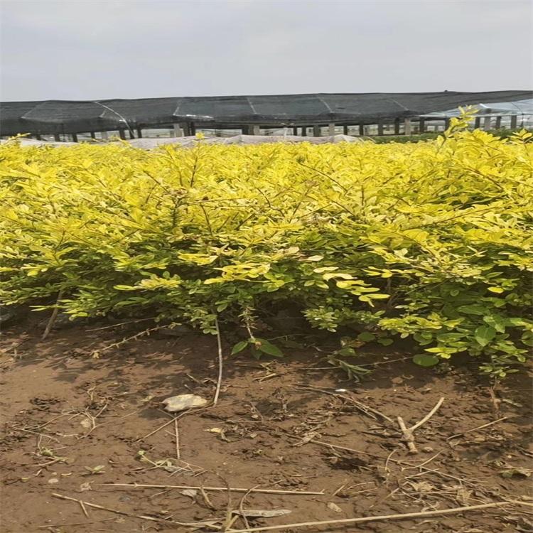 金叶水蜡价格 金叶水蜡基地 山东金叶水蜡供应  江瑞批售金叶水蜡