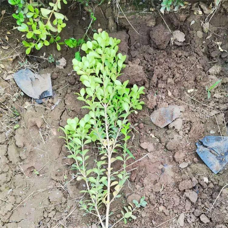 瓜子黄杨种植基地  青州瓜子黄杨批发价格