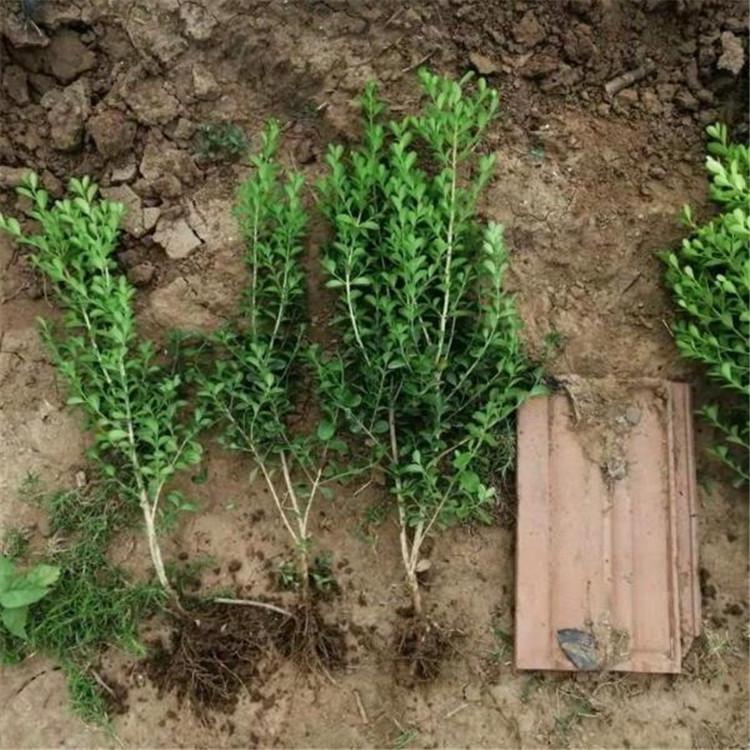 长期供应瓜子黄杨 基地直销瓜子黄杨 量大从优